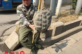 工地鱼塘捕获盆大鳄龟，动物专家称勿乱放生图片