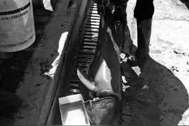 网友举报江豚被当街宰杀 该动物是否为江豚曾引争议图片