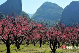 恭城十里桃花开如世外桃源图片