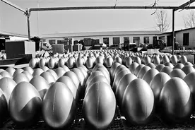 山东“金蛋村”日销金蛋30万个图片