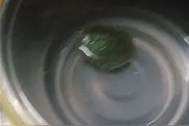 小巴西龟不吃东西，怎么样才能让它吃呢？