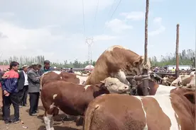 新疆的活畜交易市场，这里买卖牛羊太豪爽了，看中了直接牵回家