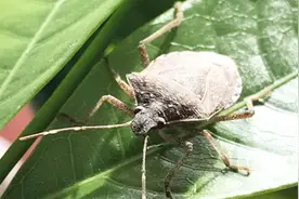 有趣实验：农业害虫蝽象，俗称臭大姐，它掉进水里多久会被淹死？