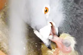 鸽子是鸟类，为什么会分泌鸽乳，然后喂养给幼鸽的？