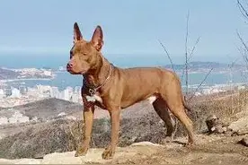 一只经过训练的立耳比特的服从性，太帅！对战犬有偏见的好好看图片