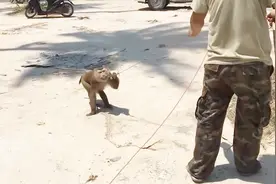 男子这样虐待猴子！猴子忍耐不住，用椰子将男子活活砸死！视频封面