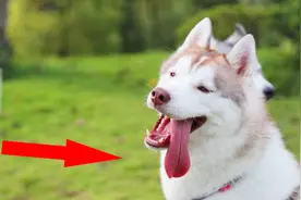 为什么在夏天，狗狗总是要把舌头伸出来？看完涨知识了