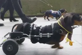 腊肠犬摔断了腿，主人为它定制了轮子假肢之后它竟可以跑这么快视频封面