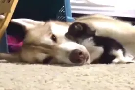 小猫被哈士奇带大，长大后似乎忘记了自己是只猫了视频封面