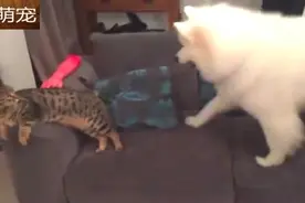 萨摩耶犬和它家的猫咪，每天都要粘在一起，上演猫狗情未了