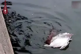 黄鼠狼偷鸡全过程，溜到飞起，让人瞠目结舌