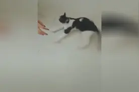 狗子转圈为什么不晕呢？