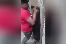 遇见恶犬怎么办 牛人 给你演示 徒手制伏视频封面