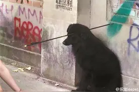 流浪狗被箭射穿 箭从前额整个穿过脑袋图片