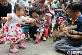 韩国：小老虎与小朋友见面 怕生躲饲养员怀中图片