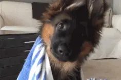 想不到，狗狗的耳型有这么多种！图片