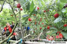温州大棚杨梅采摘上市图片