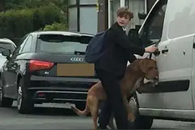 英13岁少年勇敢拯救跳窗狗狗性命图片