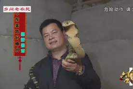农村大叔养毒蛇，游客摸它也没有任何危险，这是为什么？视频封面