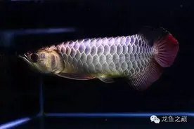 我，这样挑红龙图片