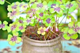 “幸运”之草--酢浆草图片