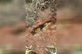 你说的掏是啥意思？