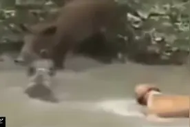 几只狗抓野猪，讲就是的团队，讲究的是战术
