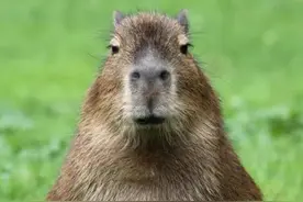 水豚：和蔼的泡澡老大爷图片