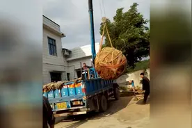 索尼A6000延时拍摄三万块的罗汉松，挖树，打包，吊装视频封面