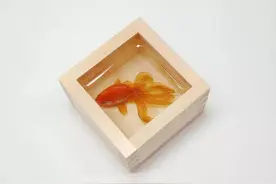 画树脂金鱼的人很多，但唯有深堀隆介的作品最正宗图片