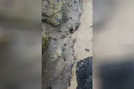 海边石头缝超多这种叫不出名字的虫子，密集恐怖症慎入