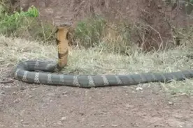 惊悚！大理弥渡记者下乡偶遇眼镜王蛇 人蛇对视令人窒息！图片