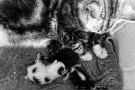 教育互联网的基因战争图片