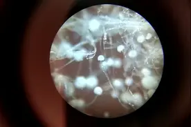 在显微镜中去分辨腊肉上白色的物体, 是霉还是盐霜,视频封面