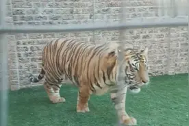 猫为什么不怕老虎，老虎打得过猫吗？趣解猫和老虎的关系！