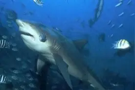 杭州又有海洋馆！馆内有种最凶猛的海洋动物图片