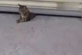 调皮喵星人被下落的卷闸门夹到了，拯救全过程