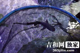 长春中泰海洋世界繁殖出第一条鲨鱼宝宝 有专门的“婴儿房”图片