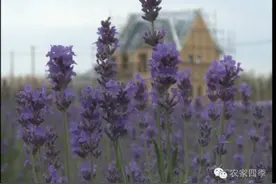 大荔同州湖30万株薰衣草绽放迎图片