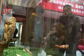 黑龙江省博物院展出国内最大猫头鹰品种