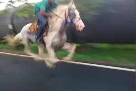 奔跑的马有多快？来看这个视频自己感受下