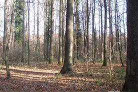 橡木是什么木材 如何区分橡木与橡胶木图片