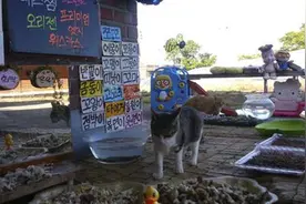 韩国流浪猫走红 盘点这些年“受宠”的萌物们图片