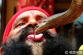 印度传统“蛇节”到来 “惊悚”庆祝活动齐上演图片