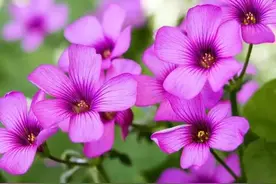 认识身边的植物—红花酢浆草图片