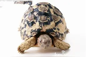 动物世界疯狂杀戮瞬间 实拍鳄鱼吞乌龟图片