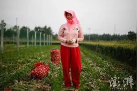 山东金乡的挖蒜客 跪在田里劳作赚钱补贴儿女（组图)图片