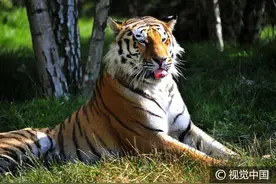 德国动物园老虎耍宝卖萌 吐舌打滚惹人怜爱图片