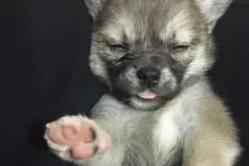 看完电影打太极后，没想到汪星人竟做出这举动，让人惊呆了！图片