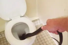 公园女厕马桶中发现奇怪东西，将它拉出来时大家都被吓坏了图片